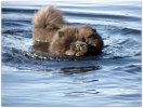 Priscilla sommaren 2009