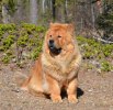 Lovis 1 år