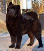 Eddie 5½ månad