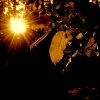 suntree