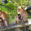 monkeymamas