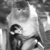 monkeymama