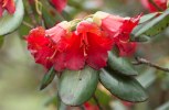 S01 thomsonii_blommor