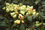 S02 campylocarpum_blommor