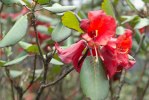 S04 thomsonii_blommor