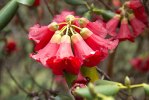 S05 thomsonii_blommor