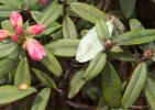 S06 glaucophyllum_blad