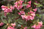 S06 glaucophyllum_blommor