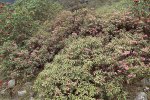 S06 glaucophyllum_buske