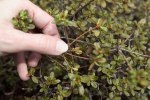 S08 lepidotum bladundersid