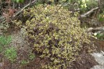 S08 lepidotum_busken
