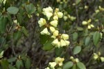S09 campylocarpum_blom blad