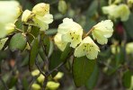 S09 campylocarpum_blommor