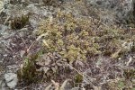 S11 setosum_från flera plantor