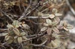 S12 anthopogon_blad