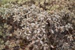 S12 anthopogon_plantan