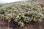 S13 campanulatum ssp aeruginosum bu