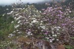 S15 16 wallichii purple_white