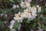 S15 wallichii white_blommor