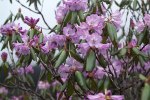S16 wallichii purple_blommor