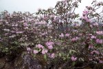 S17 campanulatum_2 buskar