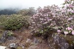 S17 campanulatum_buskar
