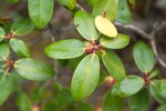 S18 campanulatum bladundersida