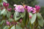 S18 campanulatum_blom blad
