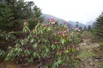 S18 campanulatum_busken miljo