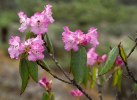 S19 campanulatum_wallichii_blom