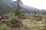 S19 campanulatum_wallichii_vy