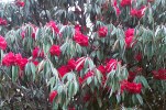 S22 arboreum_blommor
