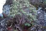 S23 barbatum_busken knepig rot
