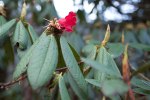 S24 argipeplum_blad knopp