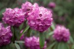 S25 niveum_blommor