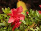 nakaharae 'Mount Seven Star'
