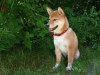 Akita inu