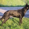 Maia ca 1-2 år