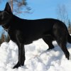 Maia