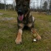 Säpo 1 år