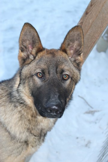 Zeke