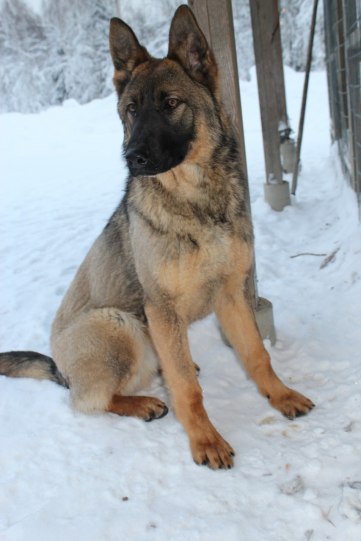 Zeke