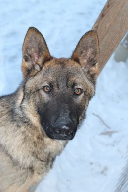 Zeke