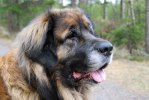 2012-01-09 skogen 008