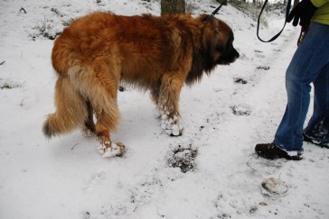 Så här blir tassarna när vovvarna lufsar i snön