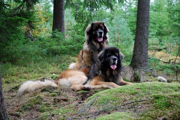  Nelson och Max  2010-10-01