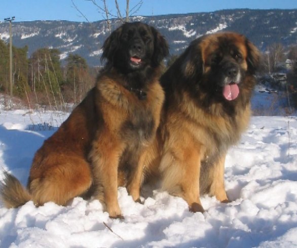 Min mamma Enya och pappa Paco