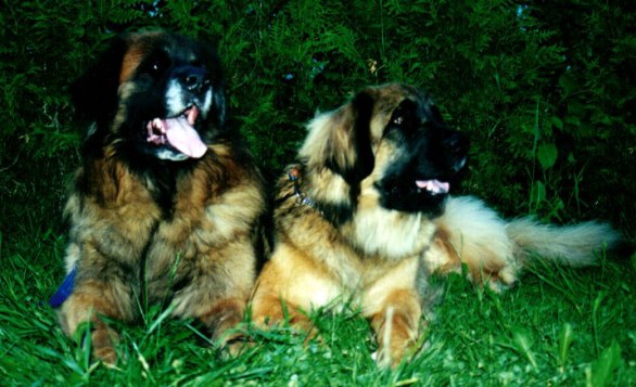 Min farfar Myggen och farmor Ginny