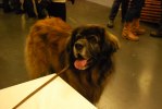 2011-01-09 My Dog - Nu vill jag hem!