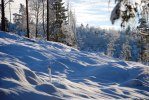 2011-01-13 Till och med ett kalhygge är vackert...